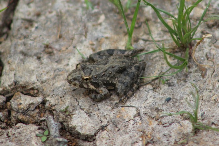 Blanchard's Cricket Frog