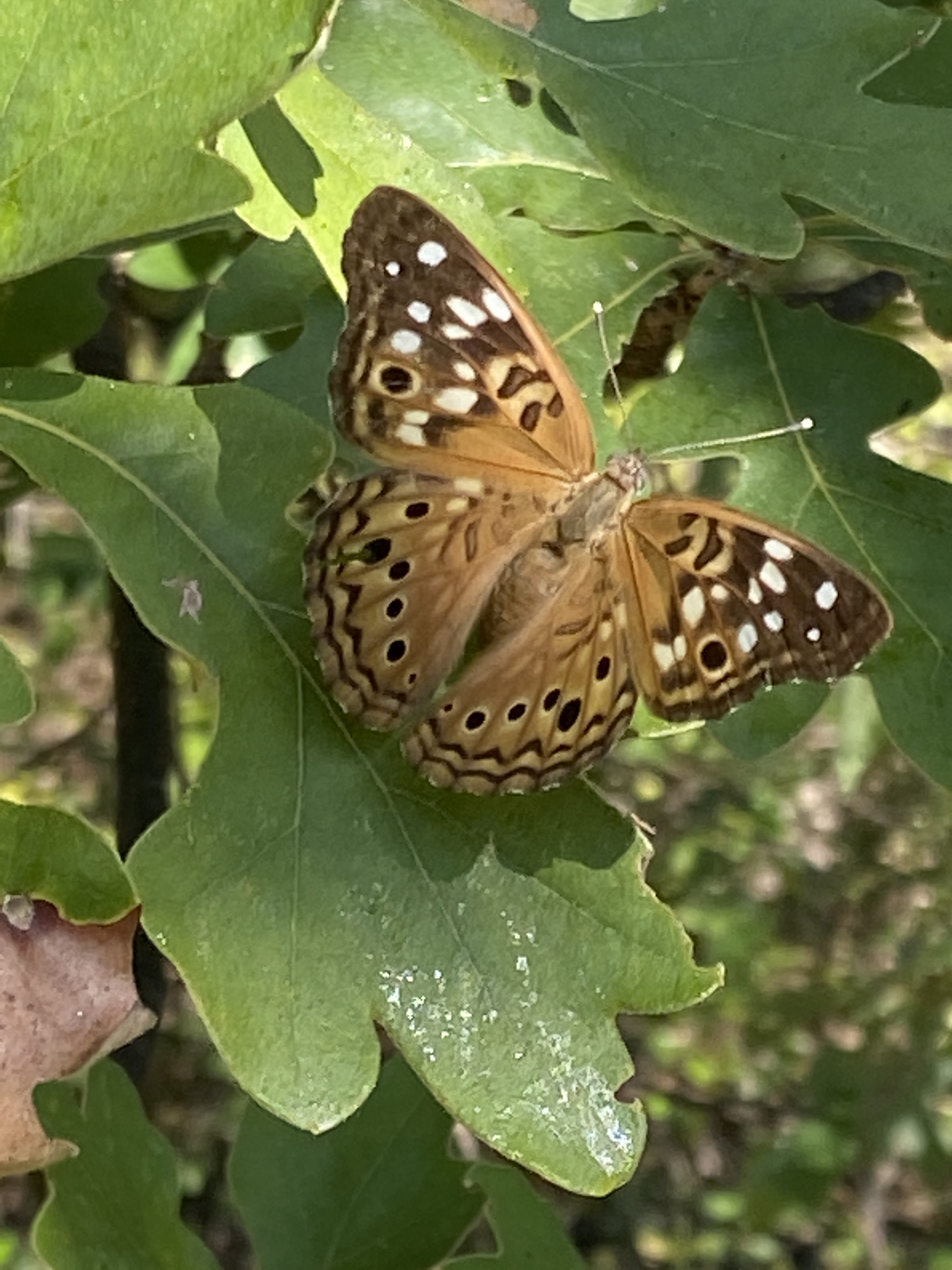 A Woods Full of Hackberry Emperors | Our Lives In Nature