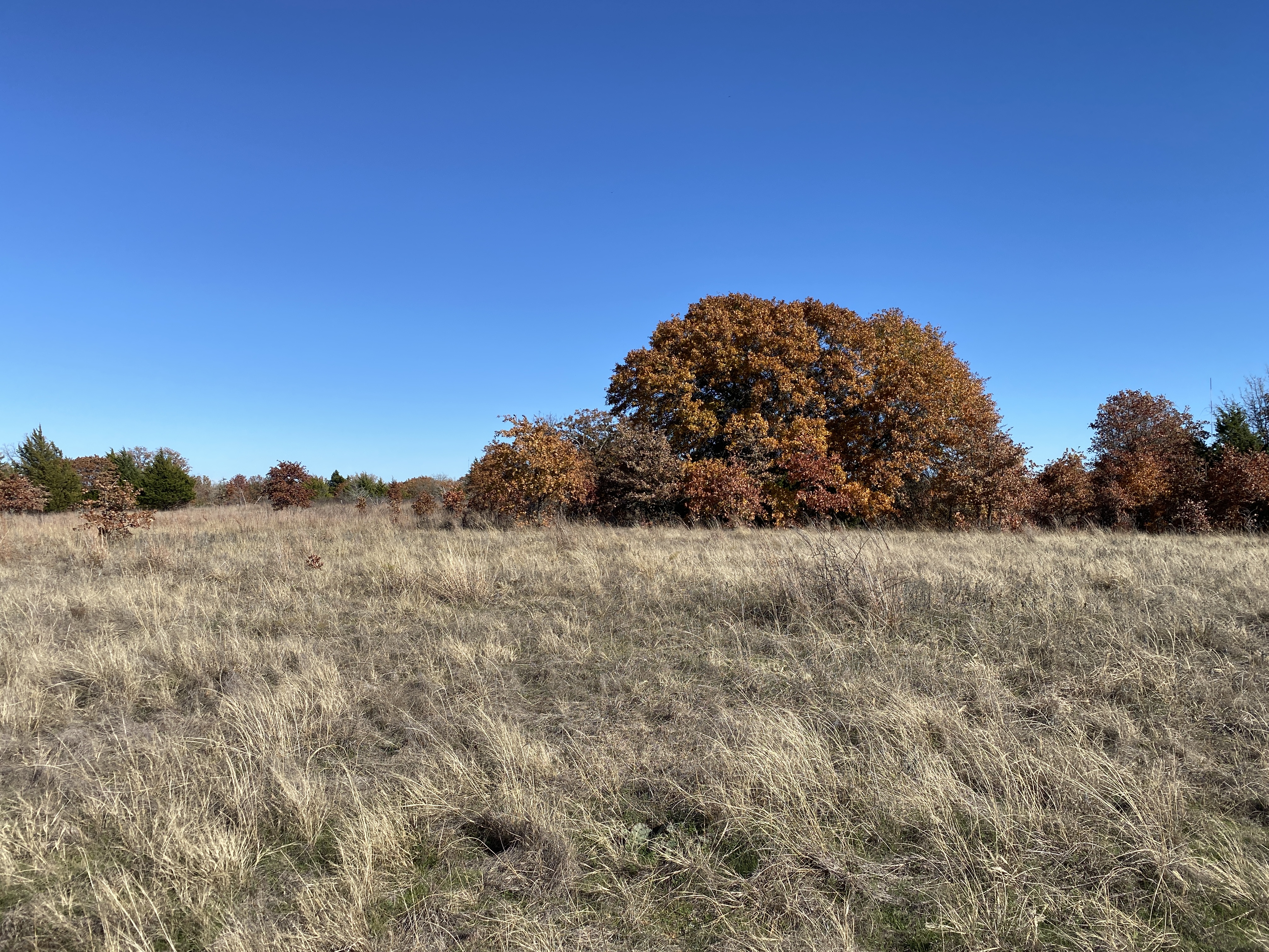 The Curmudgeon Returns | Our Lives In Nature